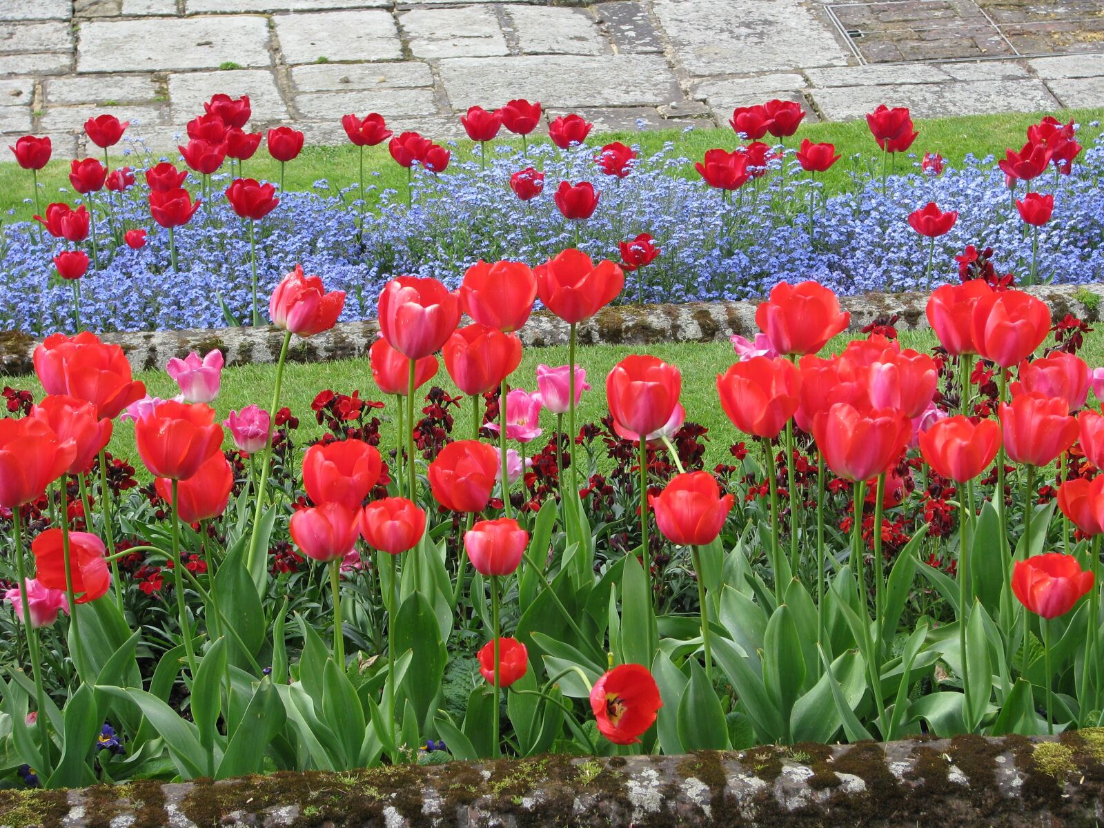 Canon POWERSHOT S5 IS sample photo. Flower, tulip, flowerbed photography