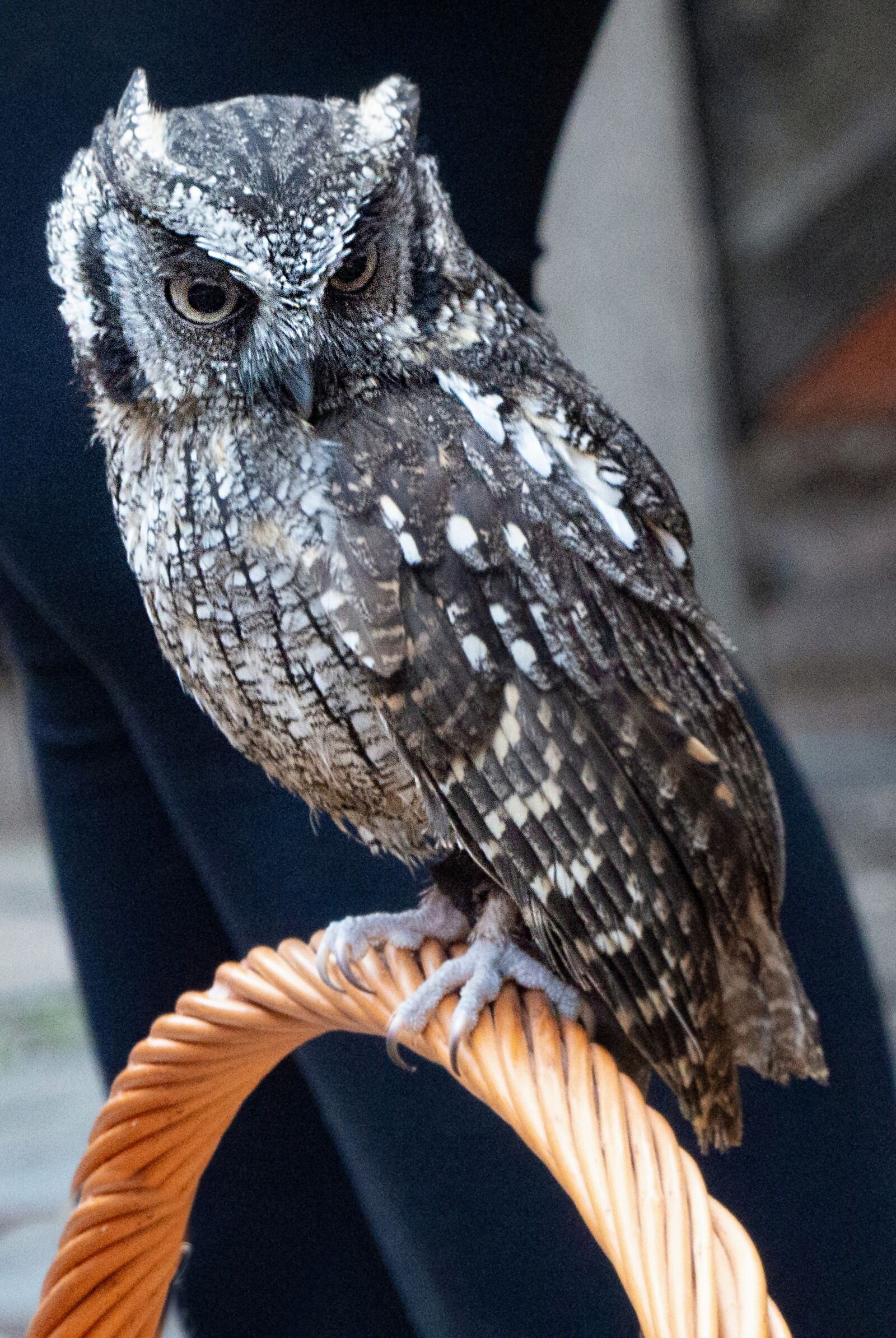Panasonic Lumix DMC-FZ200 sample photo. Owl, bird, pen photography