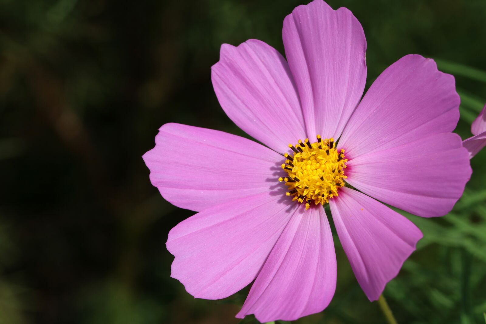 Canon EOS 750D (EOS Rebel T6i / EOS Kiss X8i) sample photo. Autumn, cosmos, flowers photography