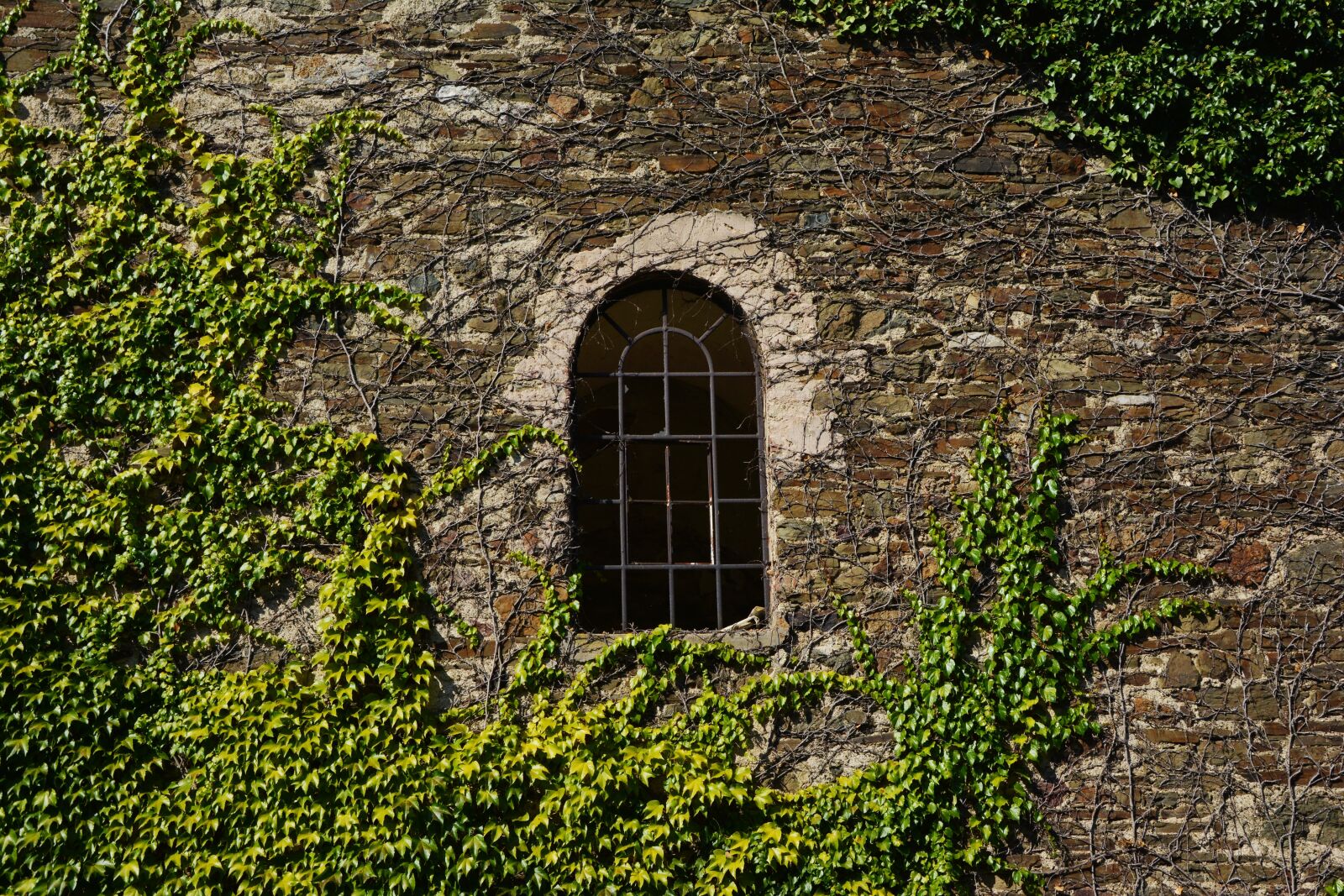 Nikon D5200 sample photo. Wall, stone wall, vine photography