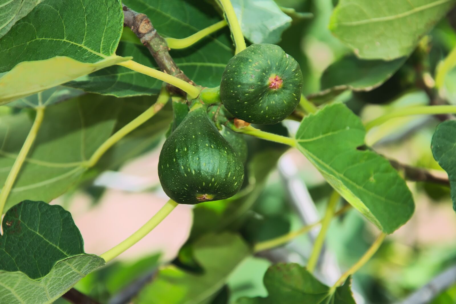 Nikon D3300 sample photo. Figs, fruits, tree photography
