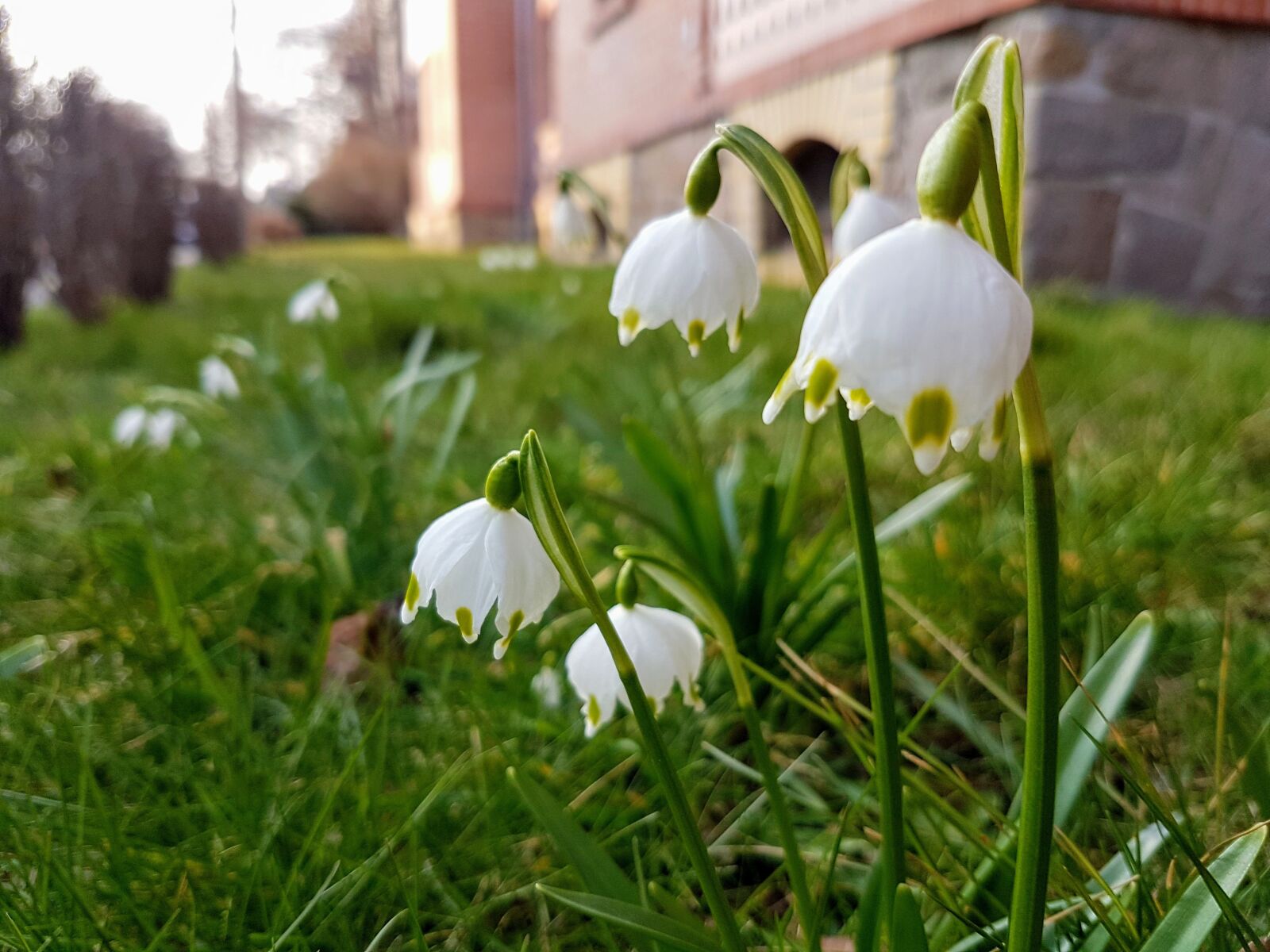 Samsung Galaxy S7 Edge sample photo. Spring, green, flower photography