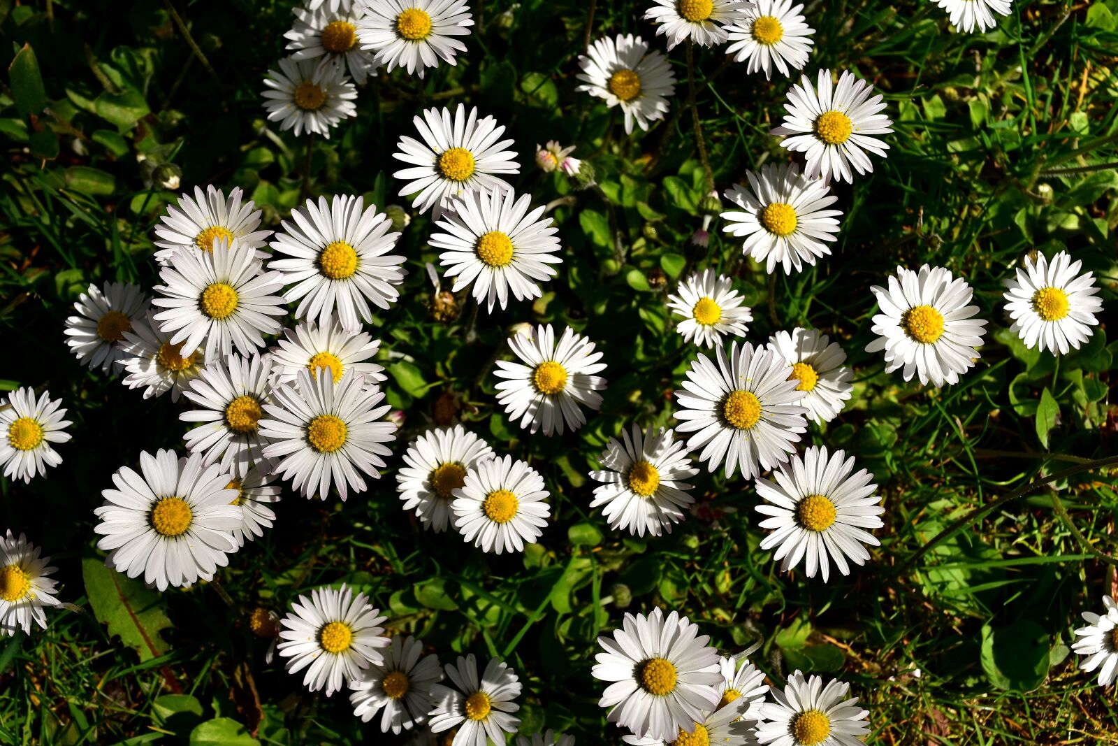 Nikon D7200 sample photo. Daisy, meadow, bloom photography
