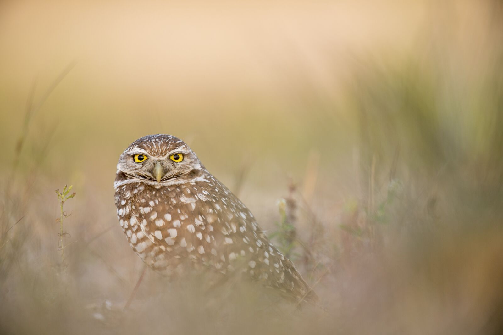 Nikon D4S sample photo. Animal, owl, avian photography