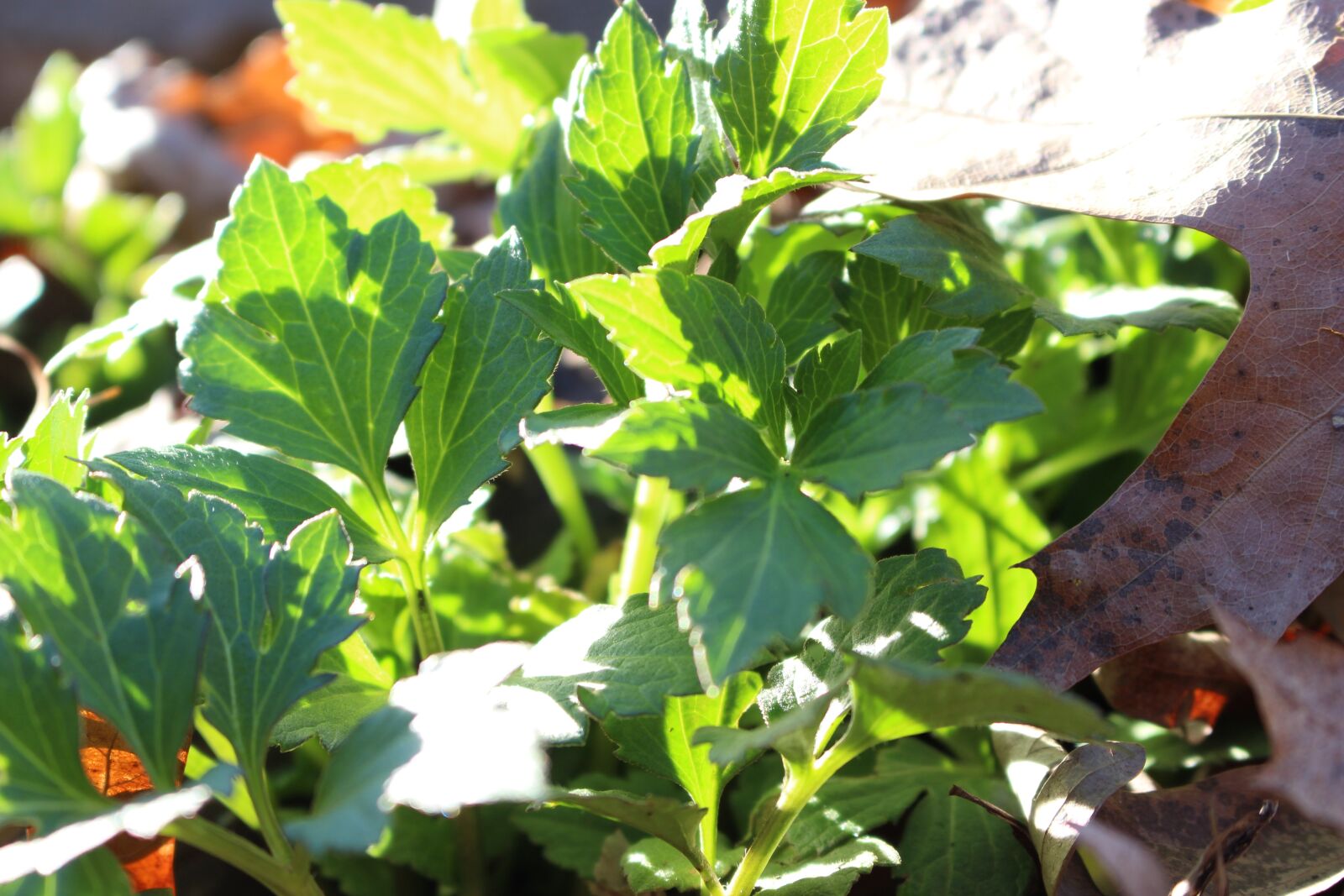 Canon EOS 700D (EOS Rebel T5i / EOS Kiss X7i) sample photo. Close, up, leaves, sunlight photography