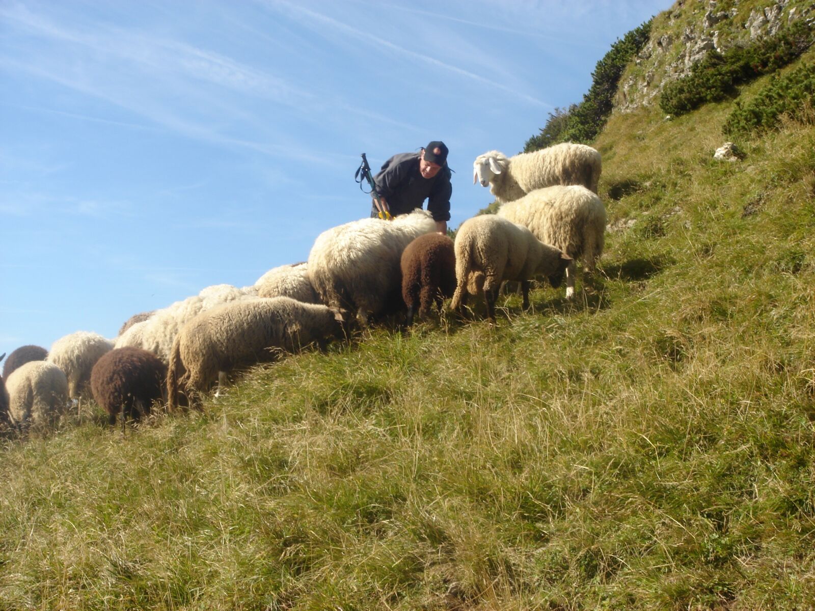 Sony DSC-T5 sample photo. Flock of sheep, mountain photography