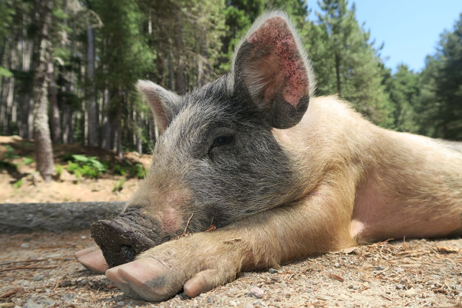 Canon PowerShot G7 X sample photo. Wild pig, piglet, little photography
