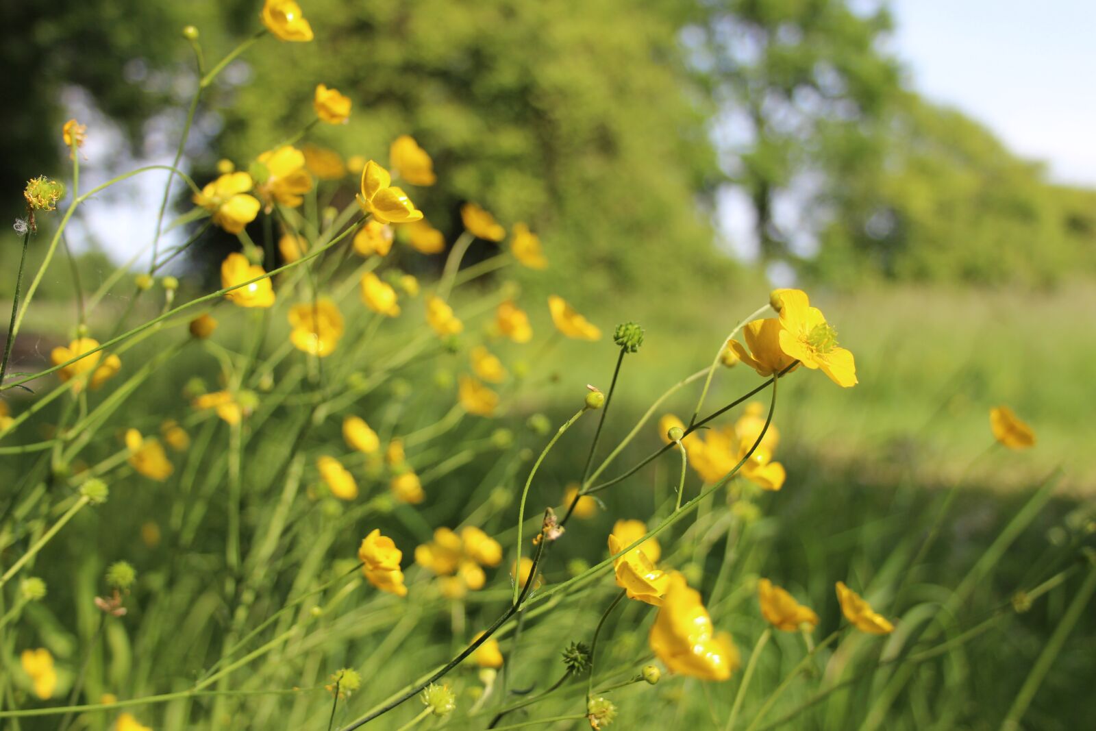 Canon EF-S 18-55mm F3.5-5.6 II sample photo. Buttercups, spring, aquitaine photography