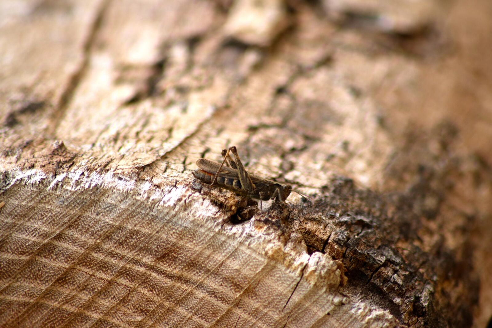 Canon EOS 750D (EOS Rebel T6i / EOS Kiss X8i) sample photo. Cricket, bug, grasshopper photography