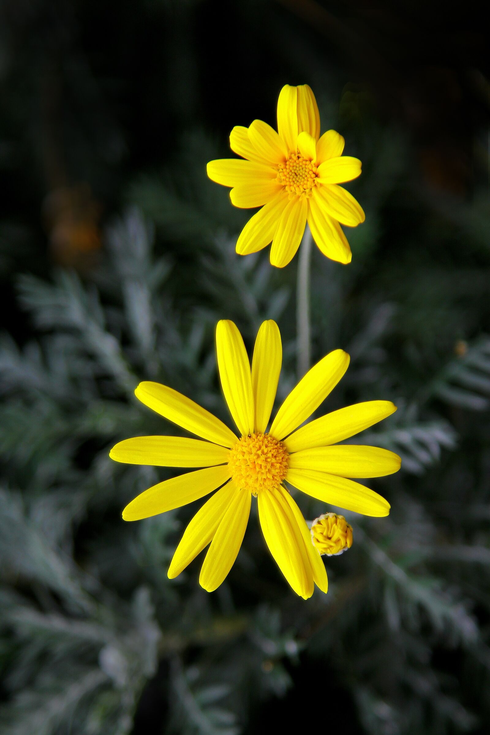 Canon EOS 60D sample photo. Yellow flower, nature, republic photography