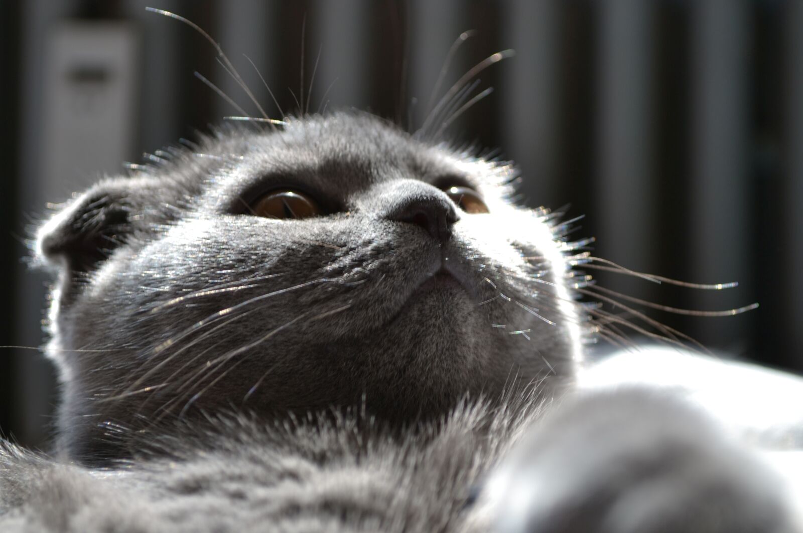 Nikon D3100 sample photo. Cat, kitten, pet photography