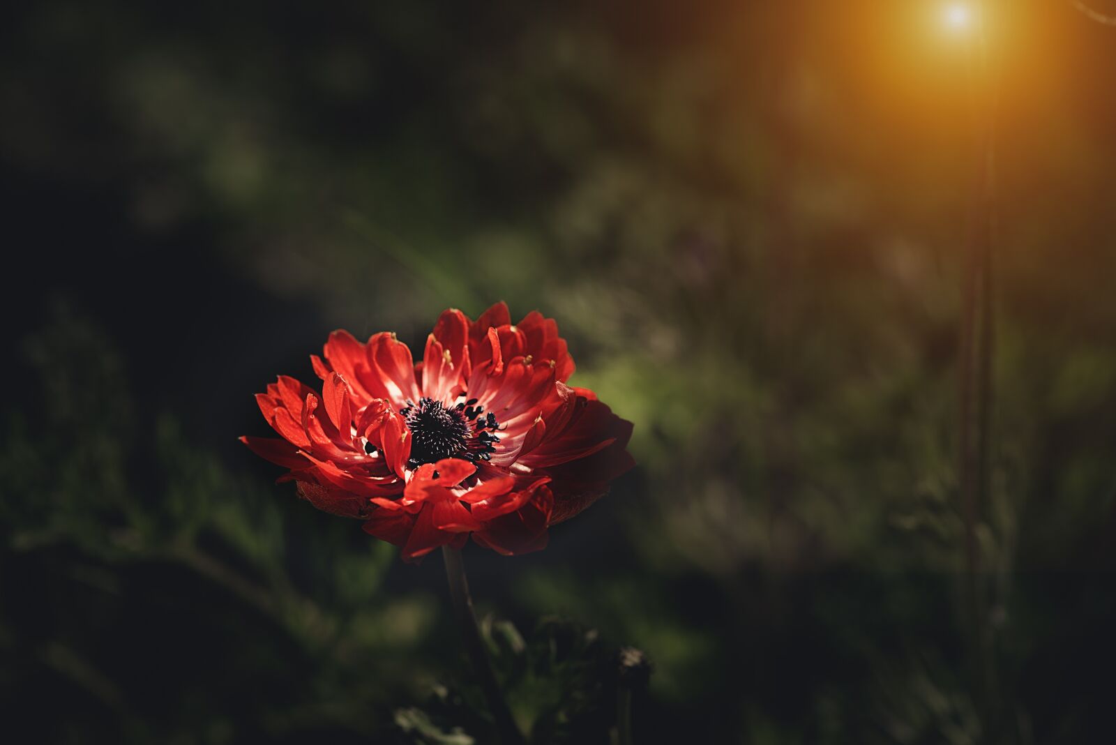 Nikon D750 sample photo. Anemone, red, red anemone photography