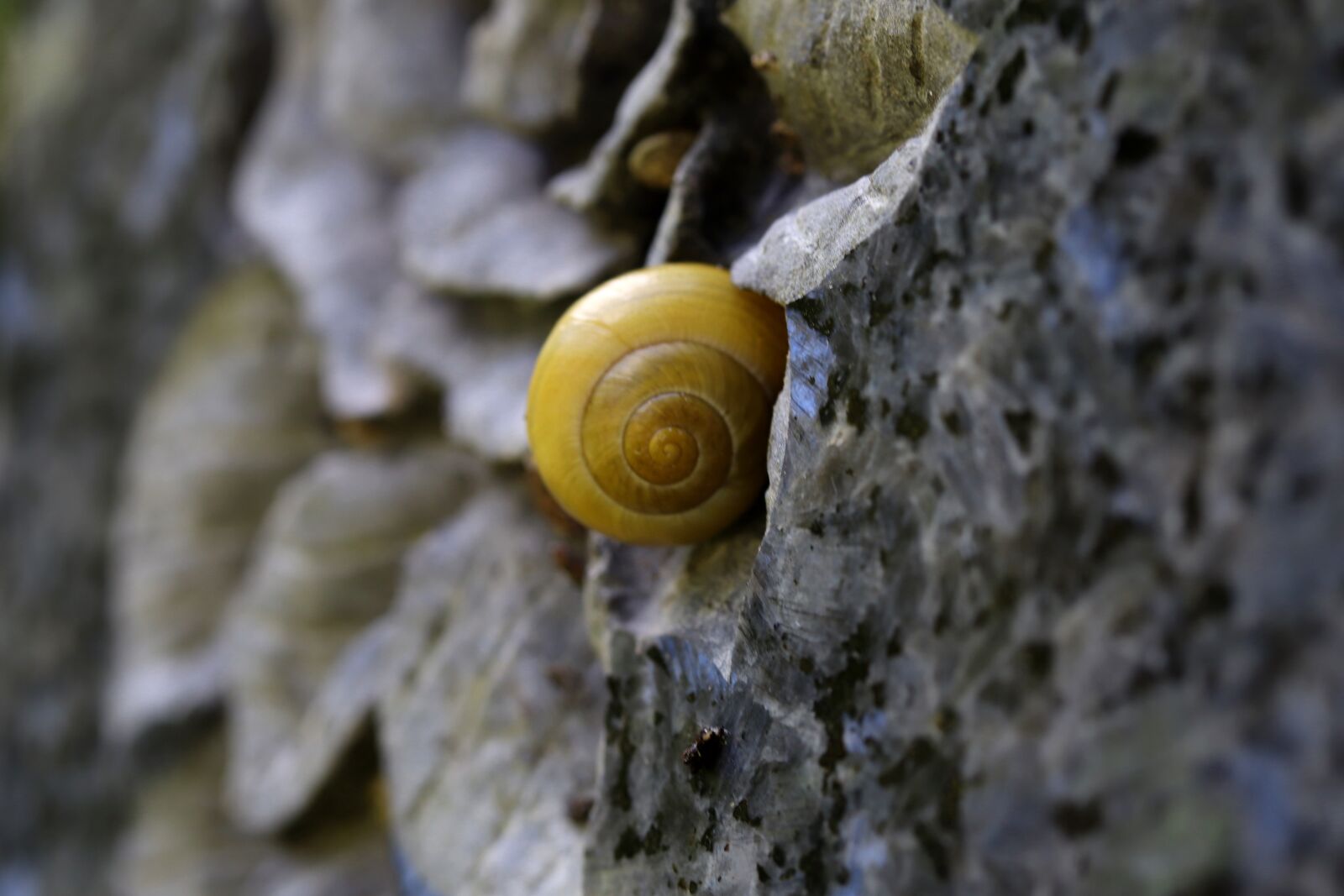 Canon EOS 200D (EOS Rebel SL2 / EOS Kiss X9) sample photo. Snail, shell, stone photography