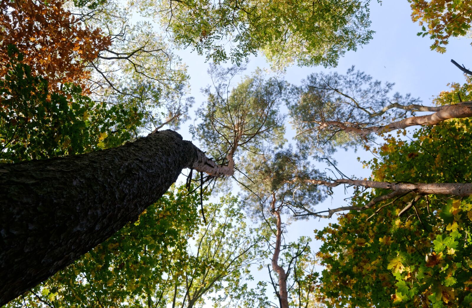 Nikon D3100 sample photo. Landscape, trees, top photography
