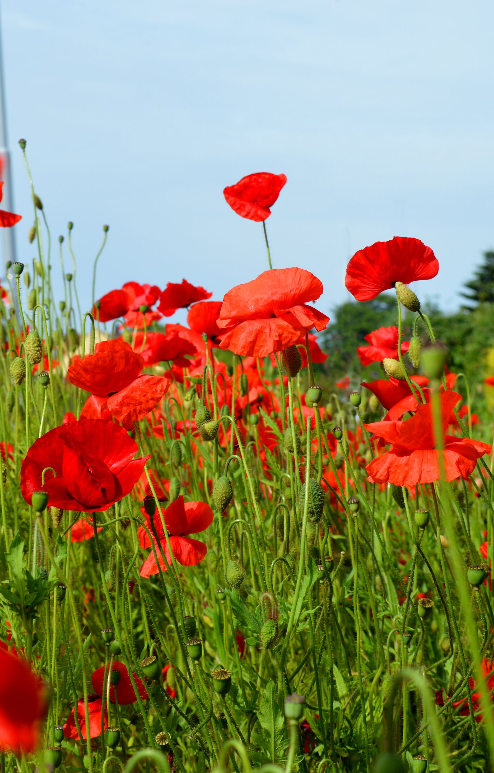 Nikon D3200 sample photo. Poppies, plant, red photography