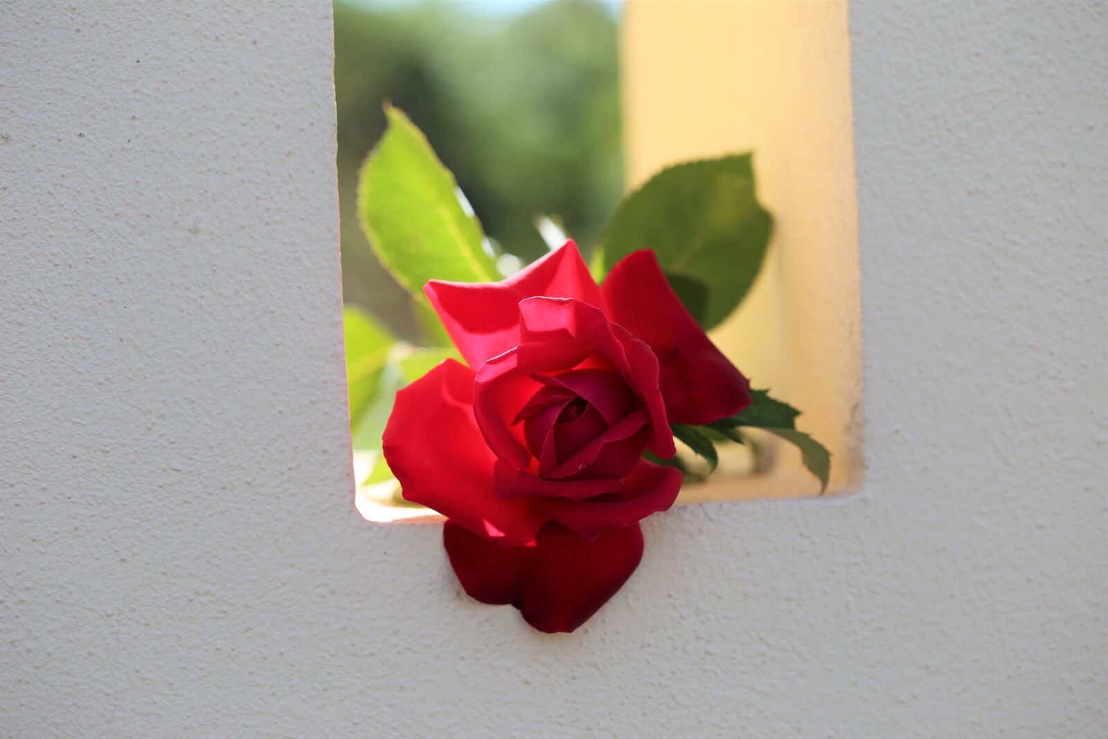 Canon EOS 6D + Canon EF 100mm F2.8 Macro USM sample photo. Red rose on fence photography