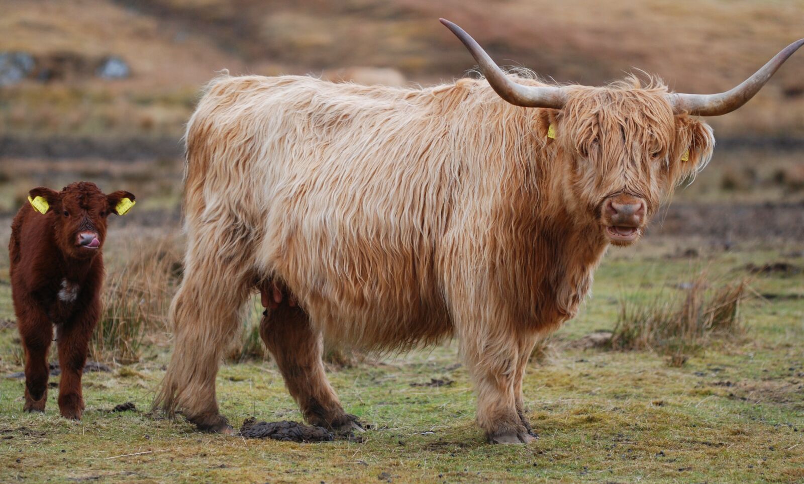 Nikon D80 sample photo. Highland cow, scotland, highland photography