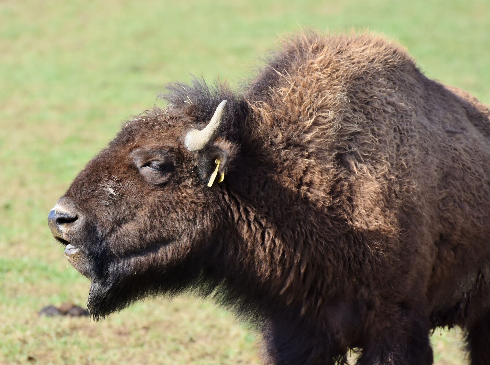 Nikon D7200 sample photo. Bison, buffalo, horns photography