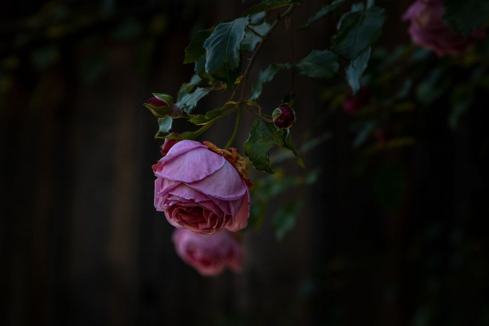 Canon EOS R sample photo. Rose, flower, blossom photography