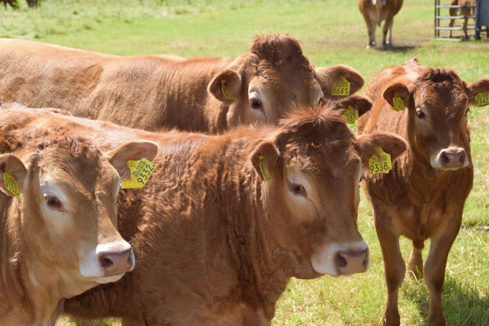 Nikon D3300 sample photo. Cow, cows, landscape photography