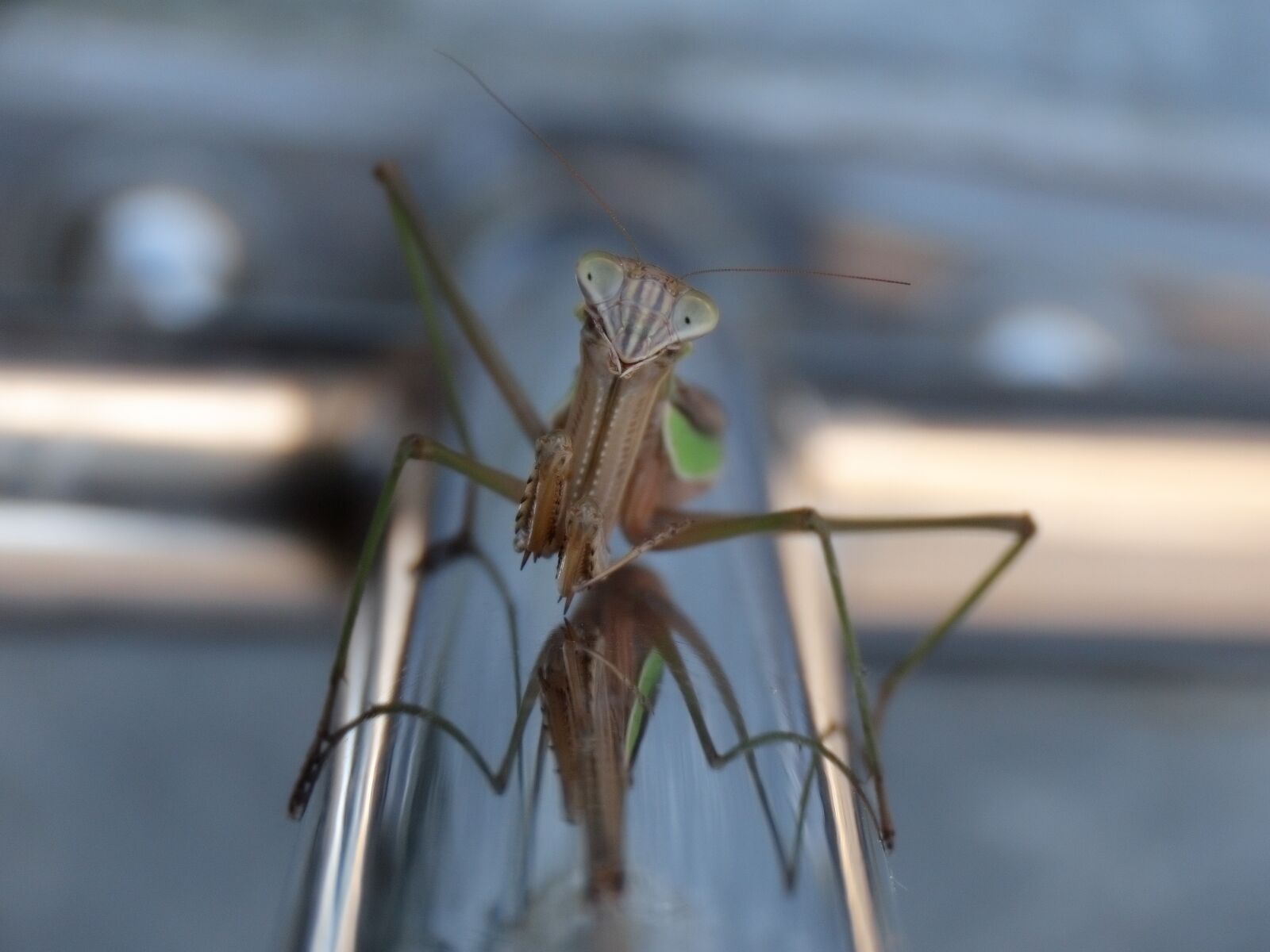 Canon PowerShot SX70 HS sample photo. Insect, mantis, stainless photography