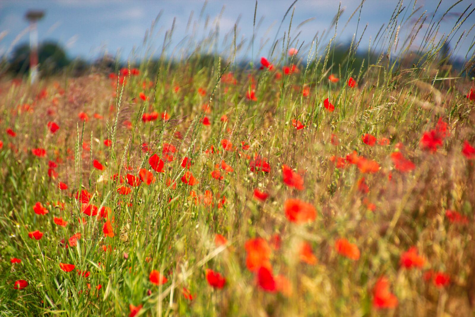 Canon EOS 600D (Rebel EOS T3i / EOS Kiss X5) sample photo. Poppy, meadow, summer photography