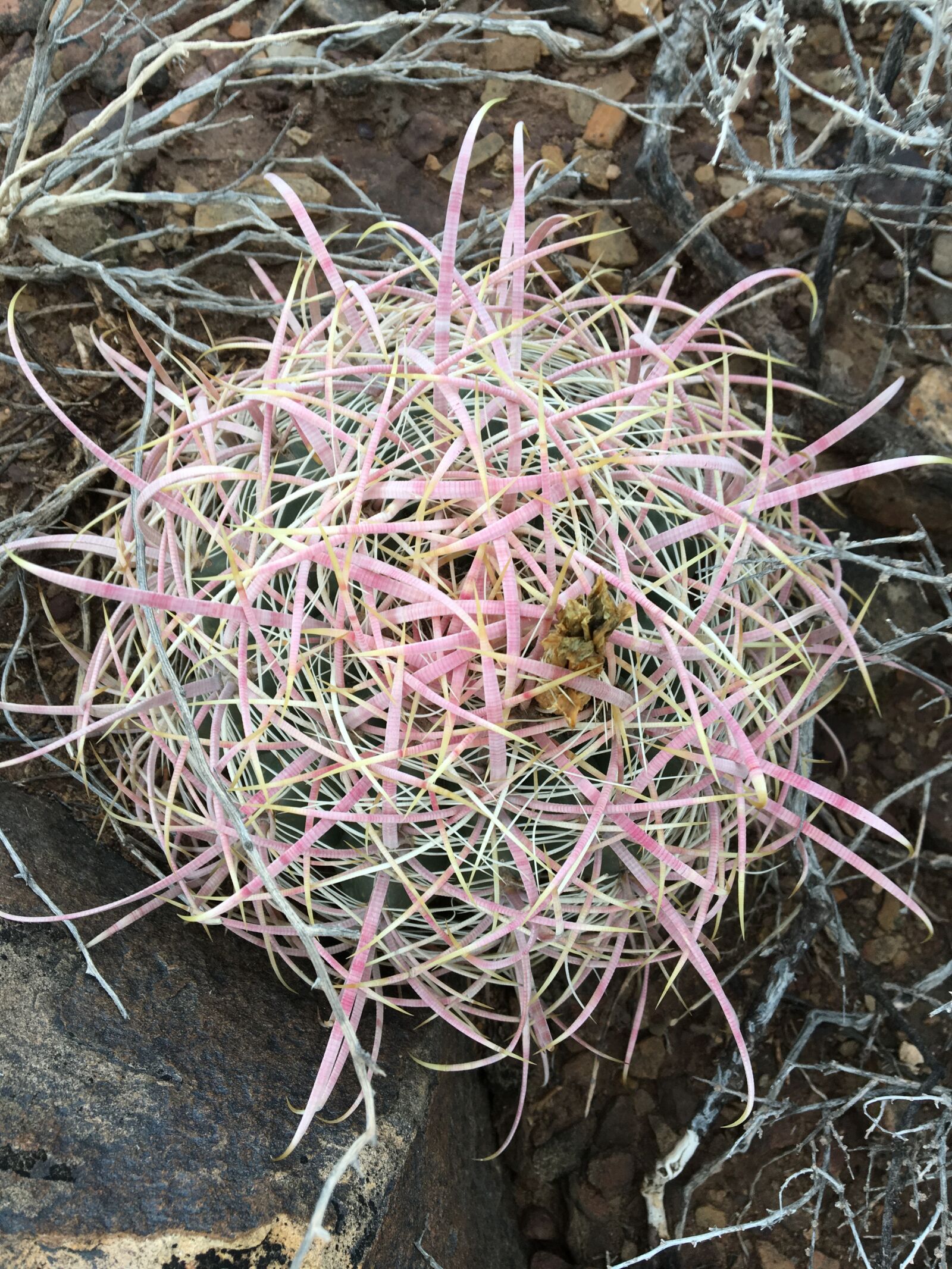 Apple iPhone 6s sample photo. Cactus, barrel cactus, desert photography
