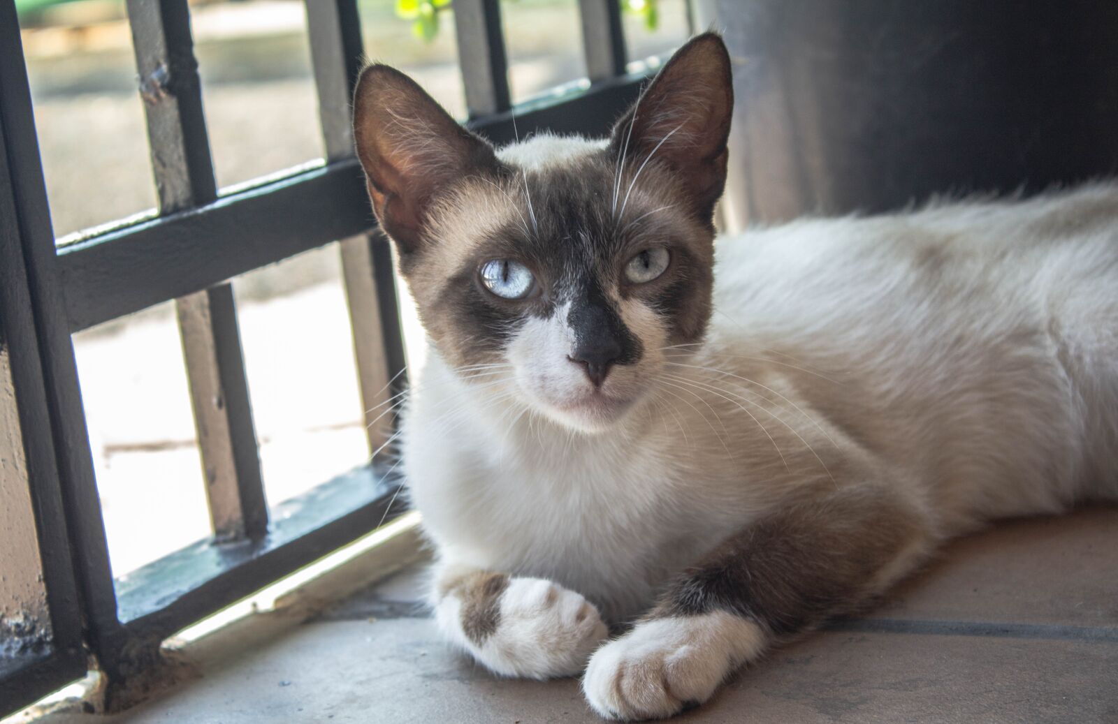 Canon EOS 1200D (EOS Rebel T5 / EOS Kiss X70 / EOS Hi) sample photo. Cat, animals, feline photography