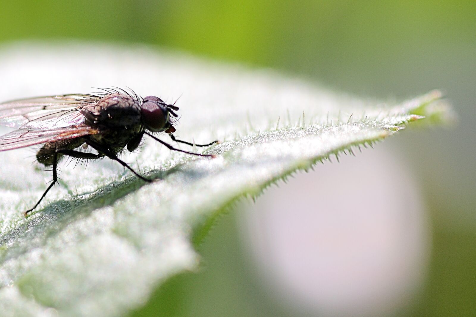 Canon EOS 40D sample photo. Insect, nature, pest photography
