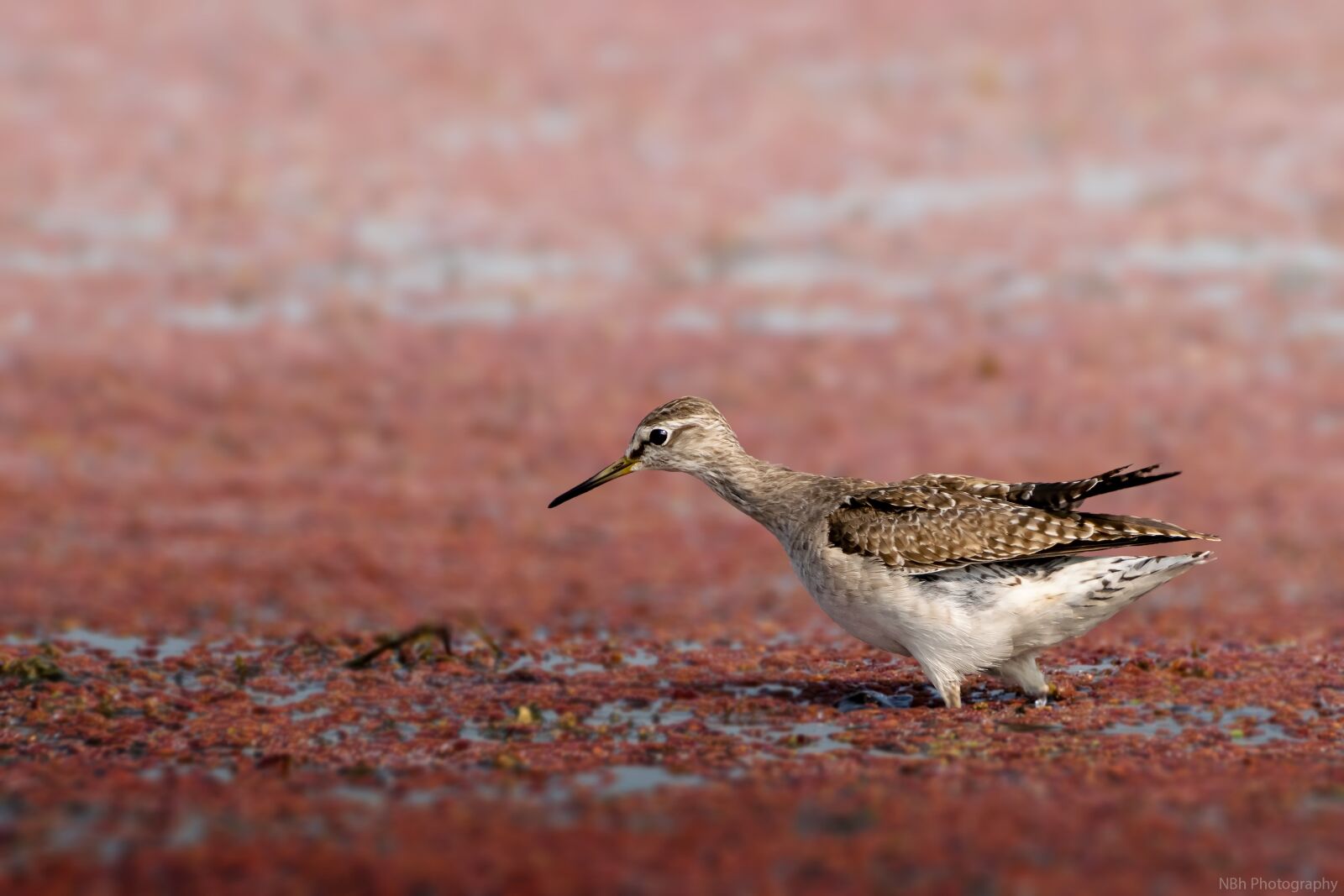Nikon D5300 sample photo. Birds, wildlife, sandpiper photography
