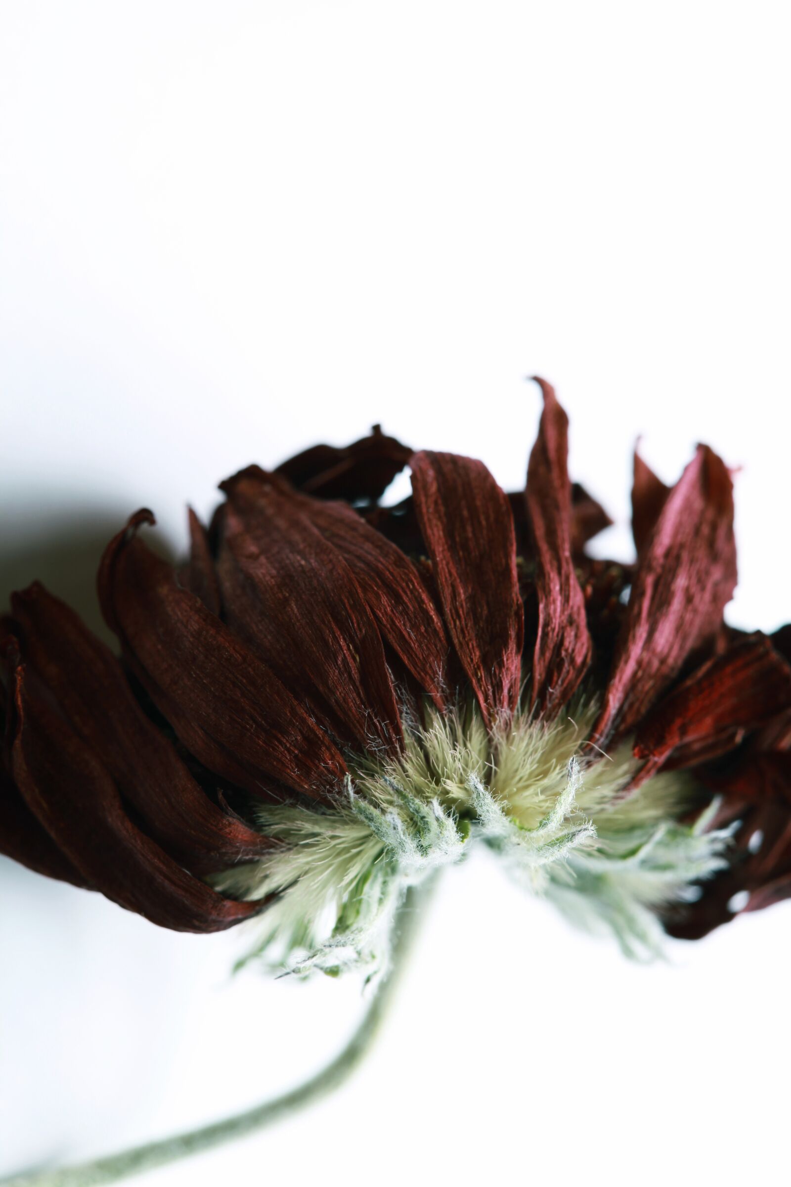 Canon EOS 5D Mark II sample photo. Wilted, wilting, dying photography