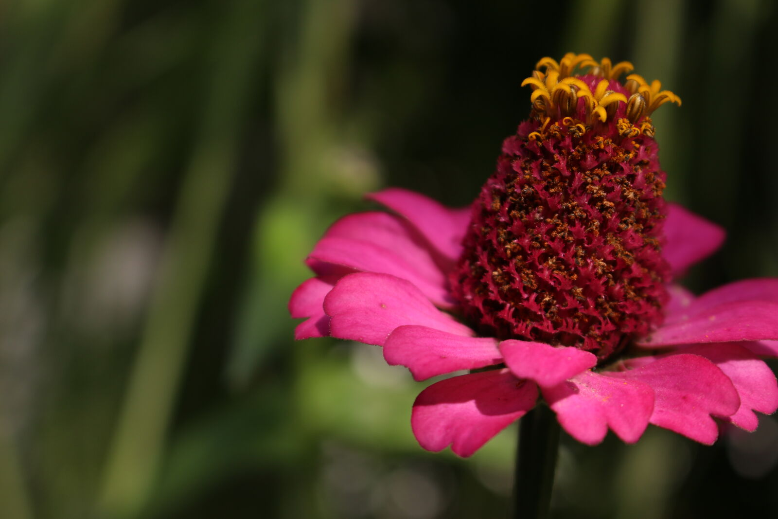 Canon EOS 700D (EOS Rebel T5i / EOS Kiss X7i) sample photo. Flower, macro, pink photography