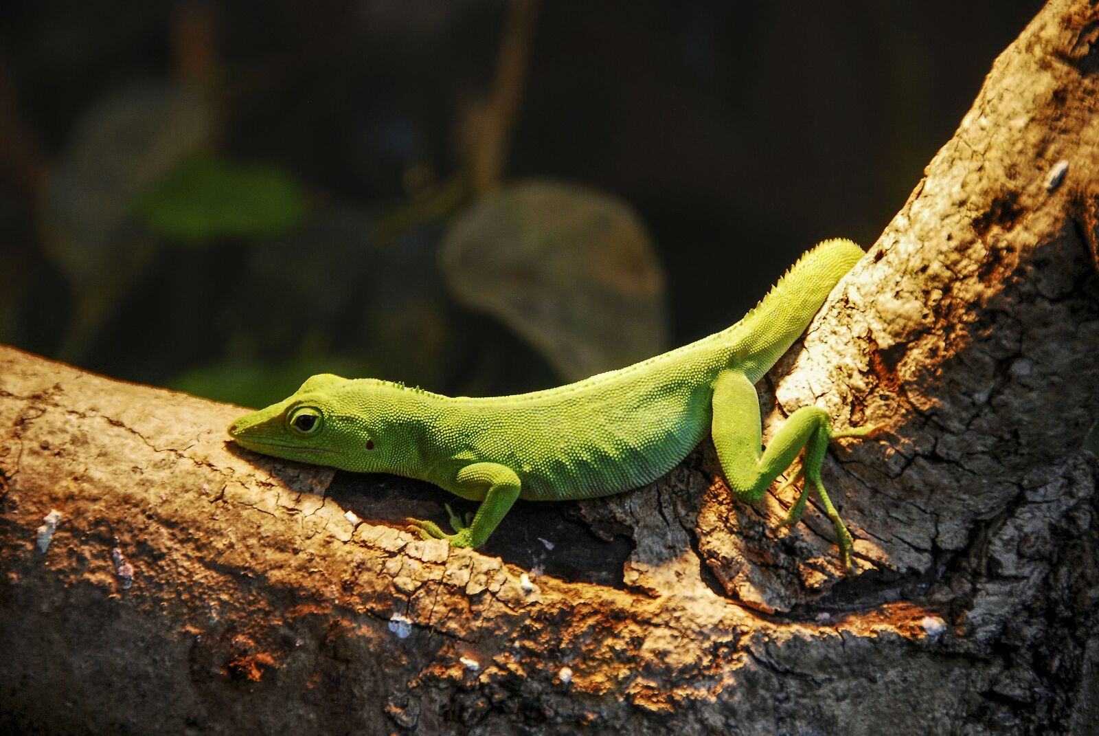 Nikon D80 sample photo. Caribbean, anolis, lizard photography