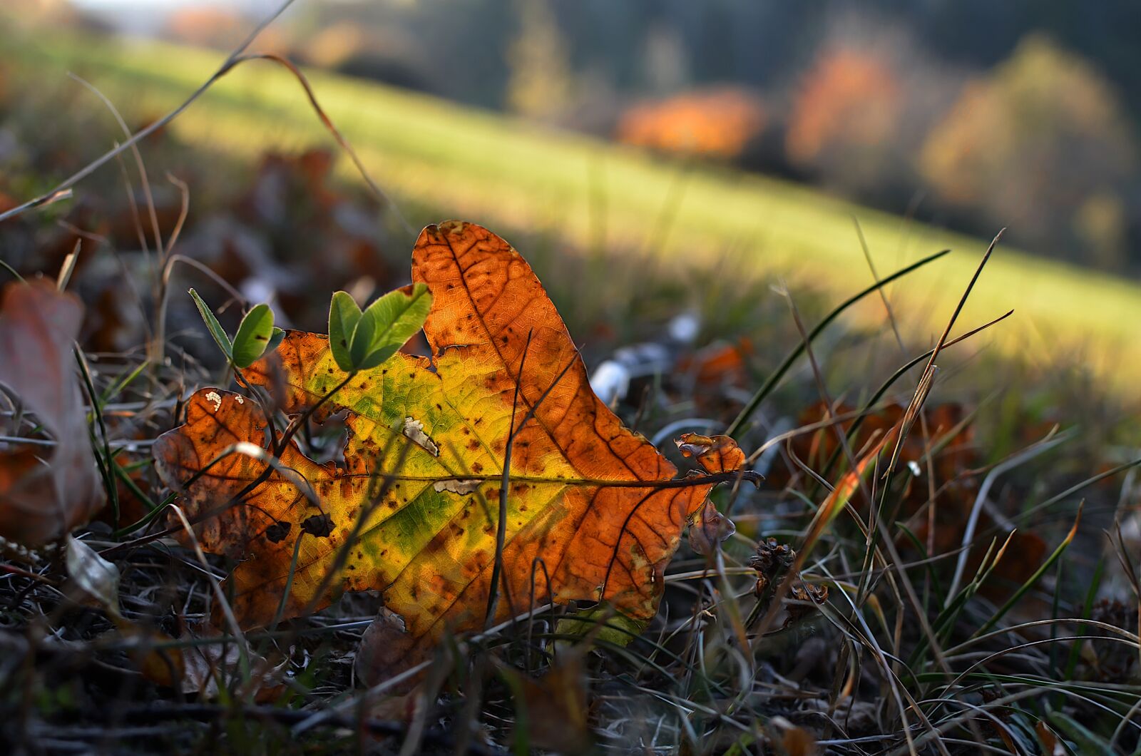 Nikon D7000 sample photo. Leaf, autumn, colors photography