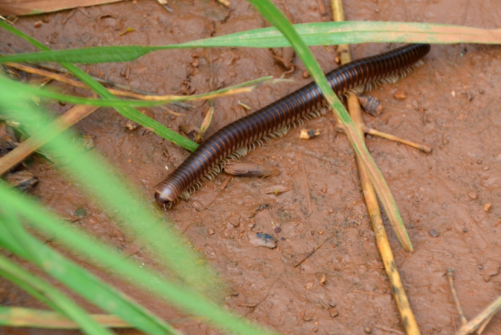 Nikon D5100 sample photo. Centipede, insect, centipedes photography