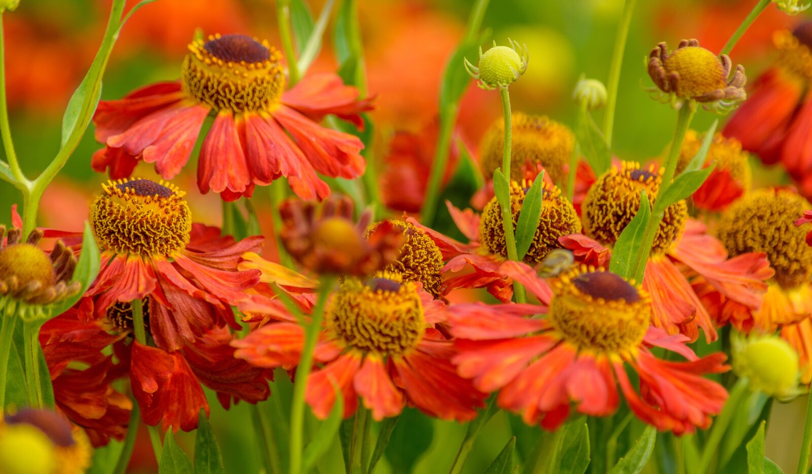 Nikon D7100 sample photo. Summer, fades, flowers photography
