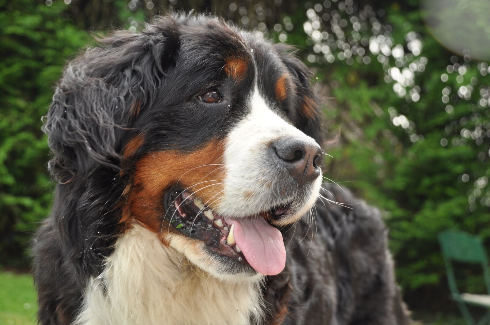 Nikon D90 sample photo. Bernese mountain dog, dog photography