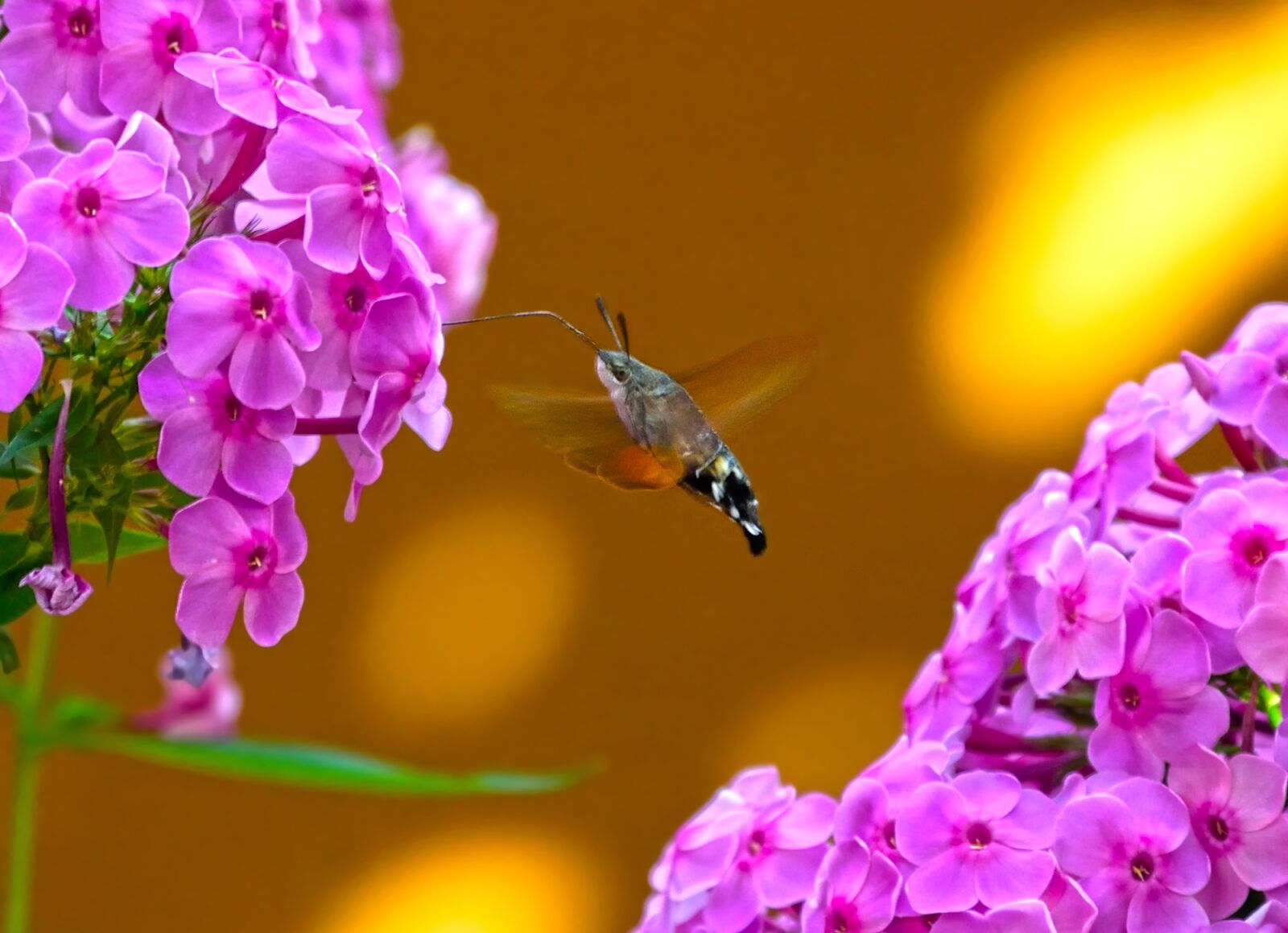 Nikon D5300 sample photo. Nature, flower, flora photography