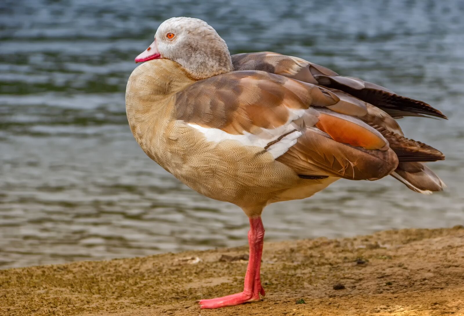 Canon EOS 60D sample photo. Egyptian goose, nature, animal photography
