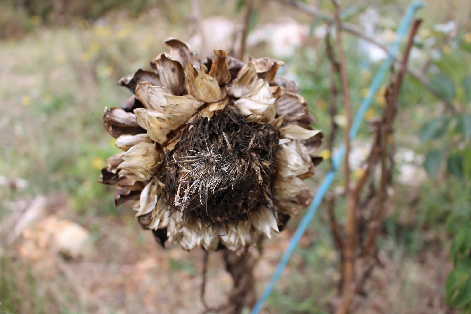 Canon EOS 700D (EOS Rebel T5i / EOS Kiss X7i) sample photo. Artichoke, flower, dry photography