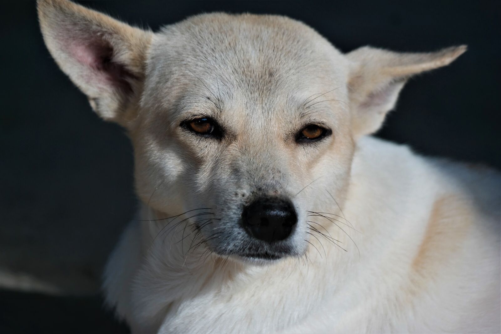 Samsung NX30 sample photo. Dog, animal, mammal photography