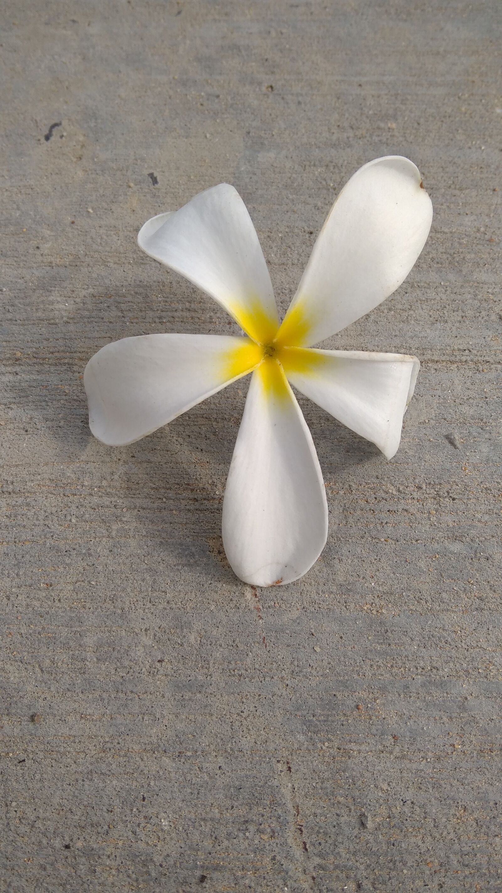Xiaomi Redmi 8A Dual sample photo. Beautiful flower pictures, flower photography