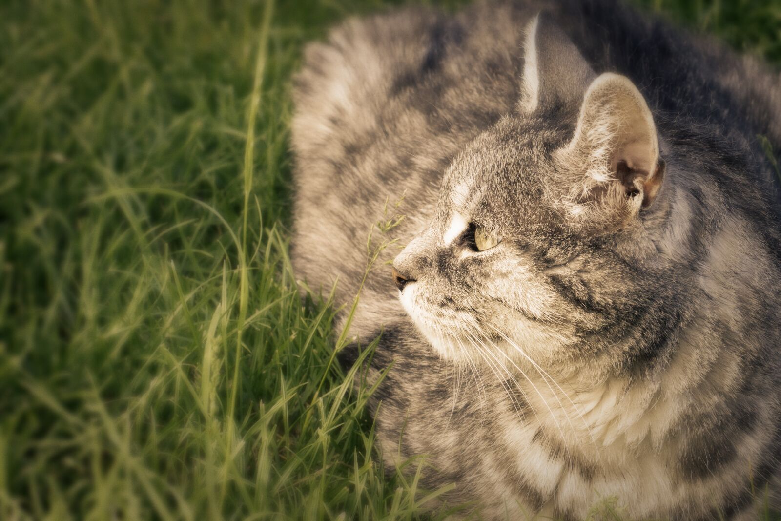 Nikon D7200 sample photo. Cat, enjoy the sun photography