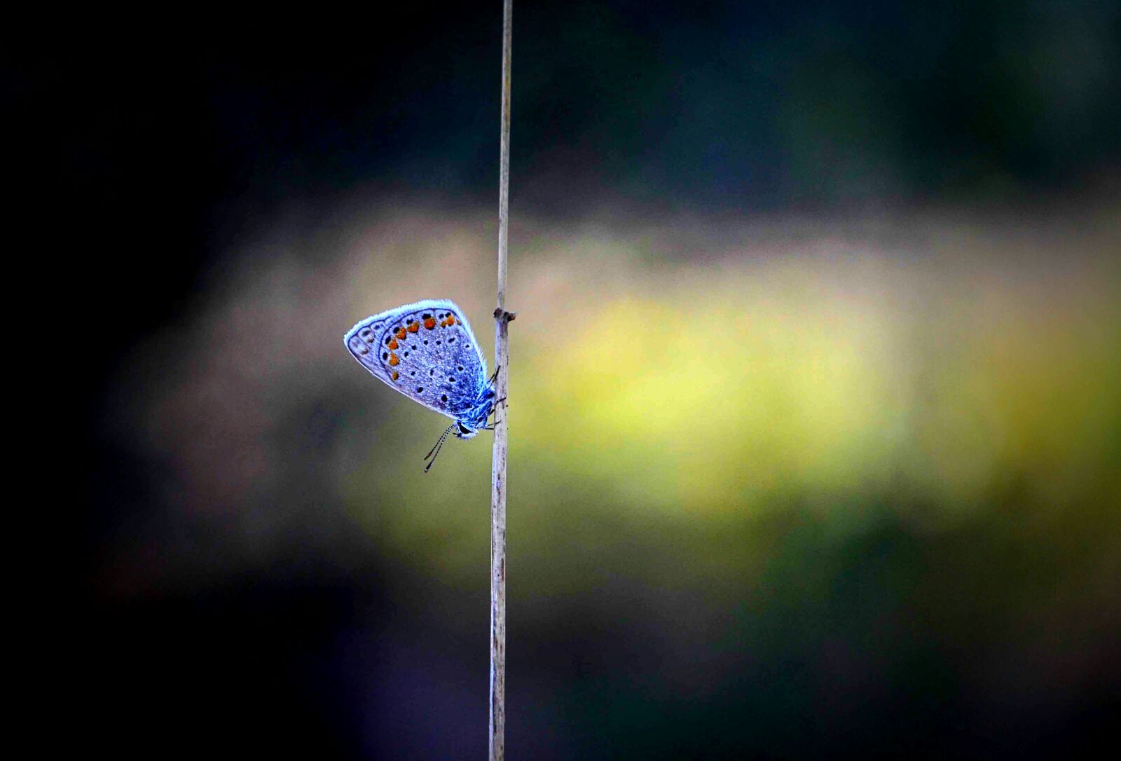 Nikon D7000 sample photo. Papillion, nature, brown photography