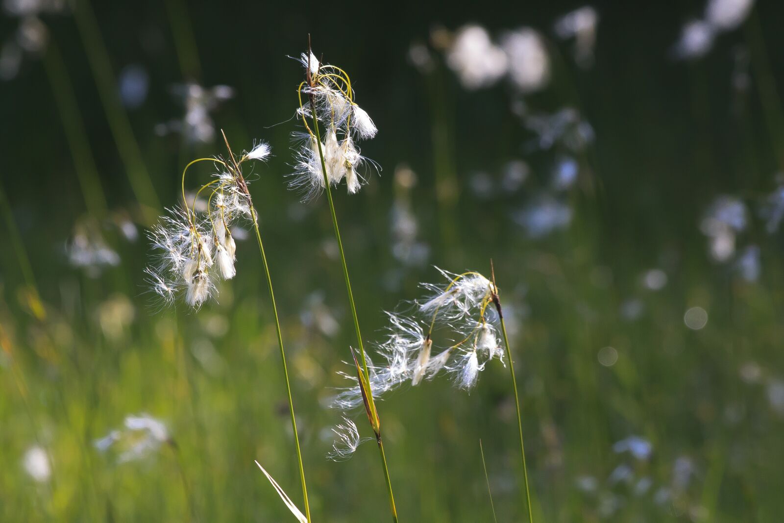 Canon EOS 50D sample photo. Cotton grass, eriophorum, plant photography