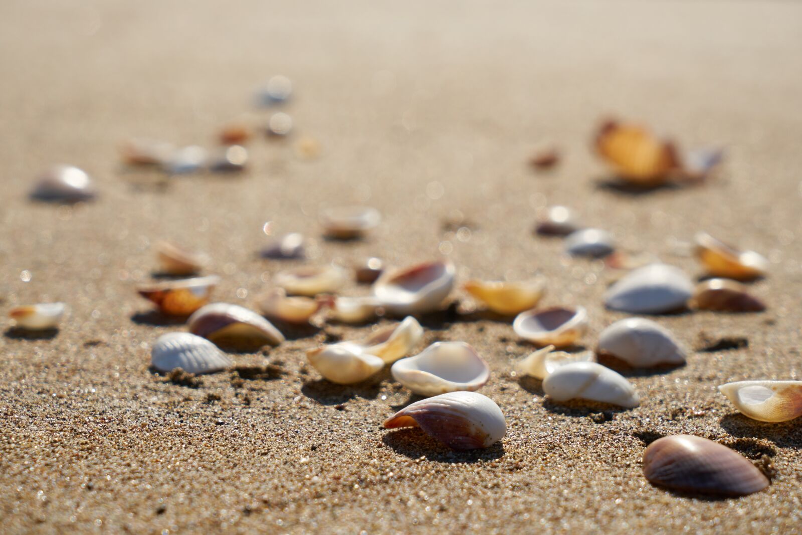 Sony a7R II sample photo. Beach, sand, background photography