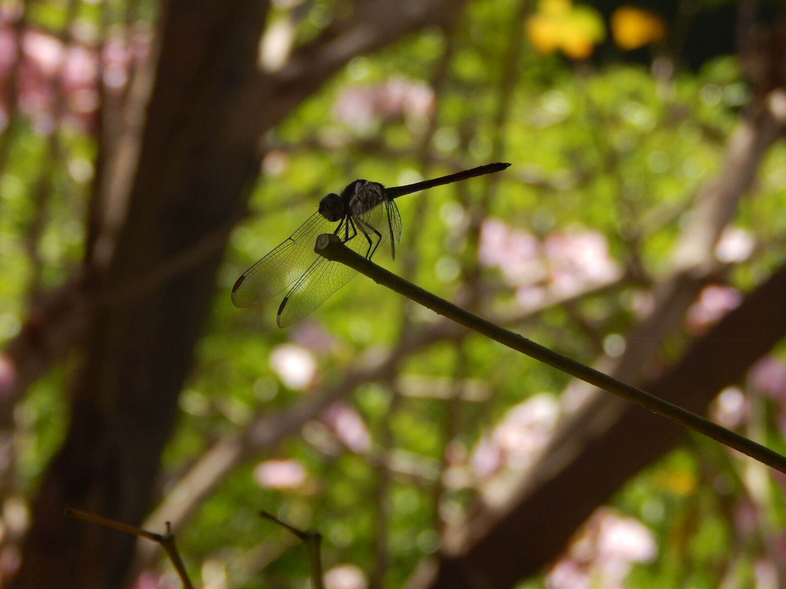 Nikon Coolpix L820 sample photo. Dragonfly, india, bangalore photography