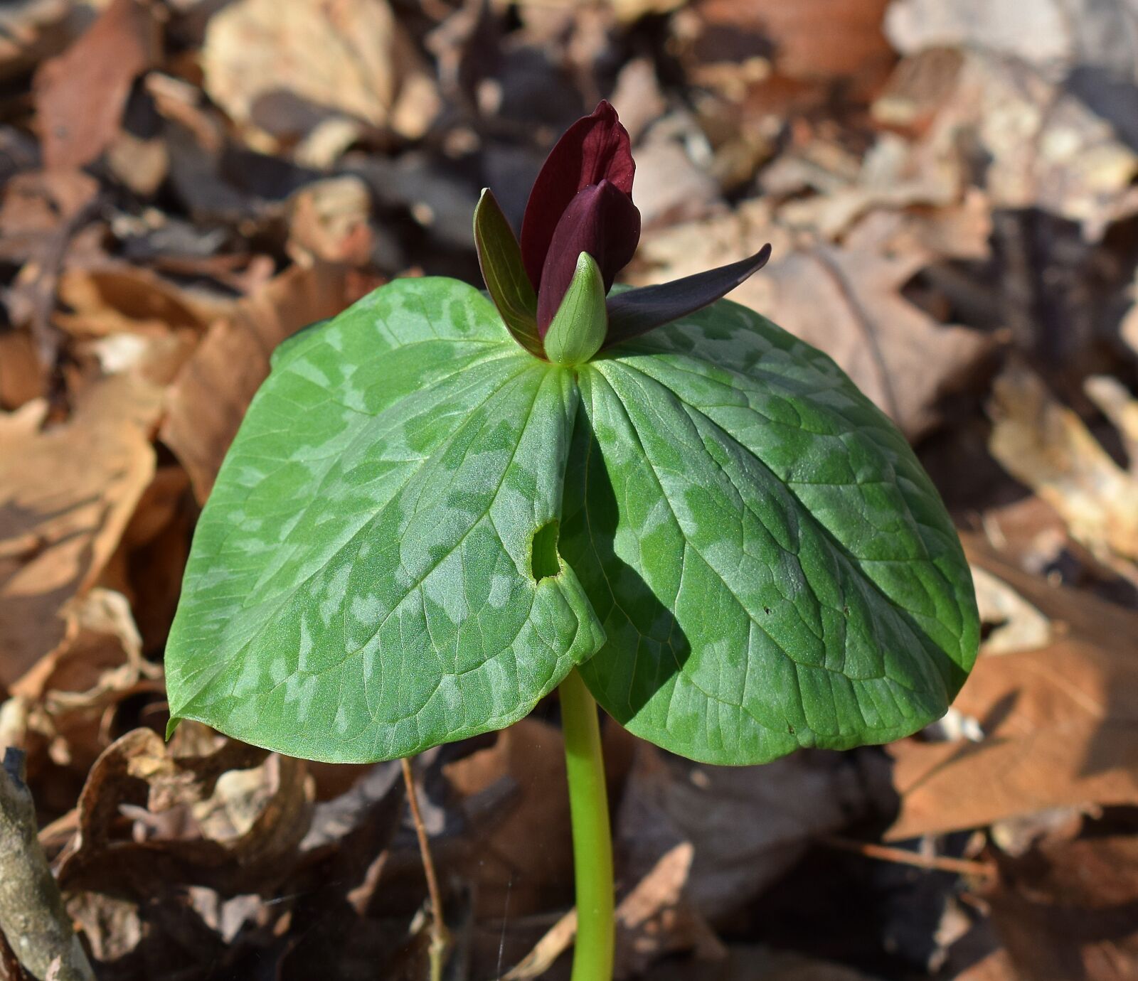 Nikon D3300 sample photo. Trillium recurvatum, dark red photography