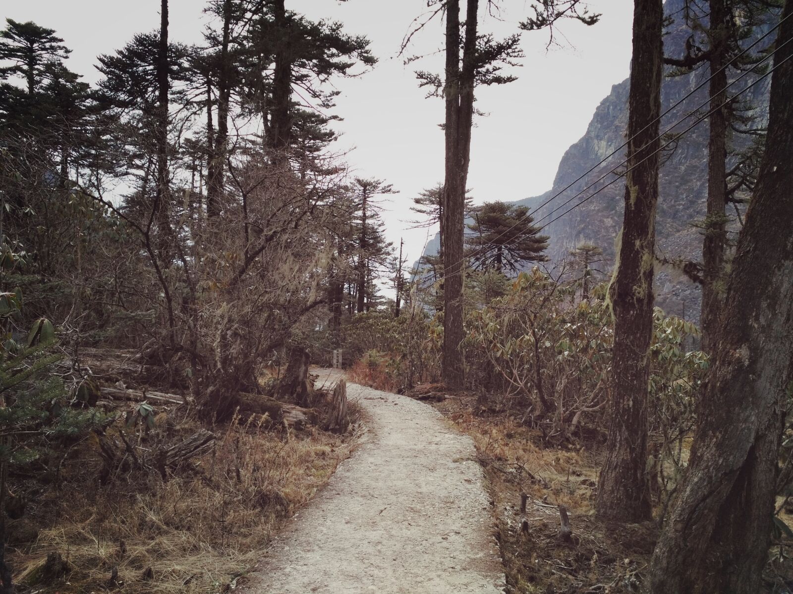 Xiaomi Redmi 3S sample photo. Forest, lake, madhuri, lake photography