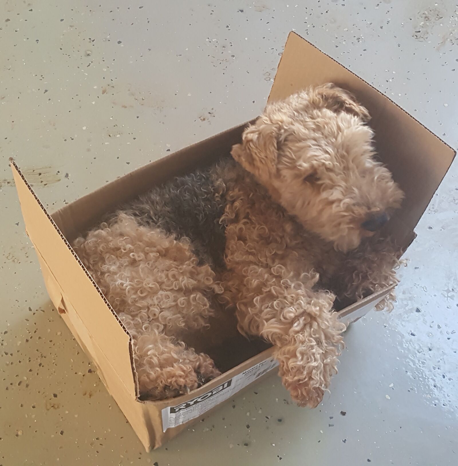 Samsung Galaxy Note5 sample photo. Welsh terrier, mail, boxing photography